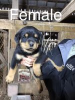 Rottweiler Puppies for sale in Lebanon, KY 40033, USA. price: NA