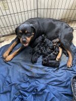 Rottweiler Puppies for sale in Copperas Cove, TX, USA. price: NA