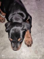 Rottweiler Puppies for sale in Muzaffarpur, Bihar, India. price: 20000 INR