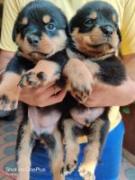 Rottweiler Puppies for sale in Seegehalli, Krishnarajapura, Bengaluru, Karnataka 560049, India. price: 30000 INR