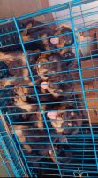 Rottweiler Puppies for sale in Muzaffarnagar, Uttar Pradesh, India. price: 25000 INR