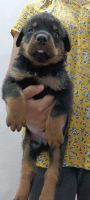 Rottweiler Puppies for sale in Mainpuri, Uttar Pradesh 205001, India. price: NA