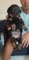 Rottweiler Puppies for sale in Pune, Maharashtra, India. price: 25000 INR
