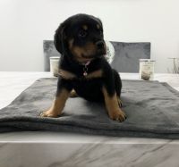 Rottweiler Puppies for sale in College Park, MD, USA. price: NA