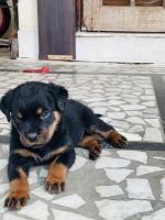Rottweiler Puppies for sale in Jabalpur, Madhya Pradesh, India. price: 16000 INR