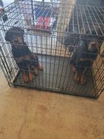 Rottweiler Puppies for sale in Rialto, CA, USA. price: NA