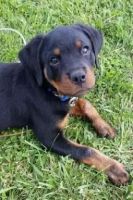 Rottweiler Puppies for sale in High Point, NC, USA. price: NA
