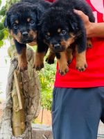Rottweiler Puppies for sale in Tikri, Uttar Pradesh 250625, India. price: 10000 INR