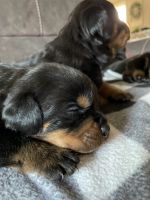 Rottweiler Puppies for sale in Roseville, CA, USA. price: NA