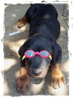 Rottweiler Puppies for sale in Garia, Kolkata, West Bengal, India. price: 14000 INR