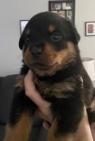 Rottweiler Puppies for sale in Vassar, MI 48768, USA. price: NA