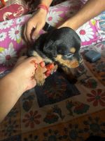 Rottweiler Puppies for sale in Patna Junction, Fraser Road Area, Patna, Bihar 800001, India. price: 12000 INR