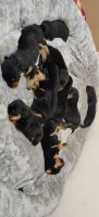 Rottweiler Puppies for sale in Chennai, Tamil Nadu, India. price: 15000 INR