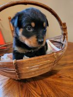 Rottweiler Puppies for sale in McMinnville, OR 97128, USA. price: NA