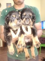 Rottweiler Puppies for sale in Kothanur, Bengaluru, Karnataka 560077, India. price: 16000 INR
