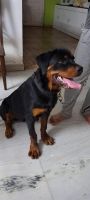 Rottweiler Puppies for sale in Maithri Enclave Main Rd, Bank Colony, Panchasheel Enclave, Sainikpuri, Secunderabad, Telangana 500094, India. price: 15000 INR