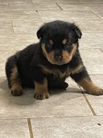 Rottweiler Puppies for sale in Atlanta, GA, USA. price: NA