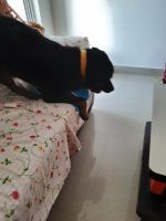 Rottweiler Puppies for sale in Chandapura - Anekal Rd, Venkateshappa Layout, Teachers Colony, Chandapura, Bommasandra, Karnataka, India. price: 25000 INR
