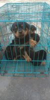 Rottweiler Puppies for sale in Guldhar-2, Block B, Sector 23, Sanjay Nagar, Ghaziabad, Uttar Pradesh 201002, India. price: 9000 INR
