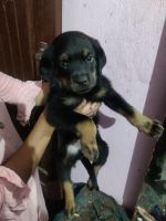 Rottweiler Puppies for sale in Patna, Bihar, India. price: 10000 INR