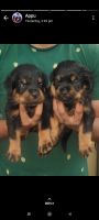 Rottweiler Puppies for sale in Bengaluru, Karnataka, India. price: 18000 INR