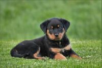 Rottweiler Puppies for sale in Kumaraswamy Layout II Stage, Stage 2, Kumaraswamy Layout, Bengaluru, Karnataka 560078, India. price: 18000 INR