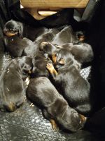 Rottweiler Puppies for sale in Elkton, VA 22827, USA. price: NA