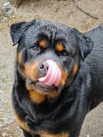 Rottweiler Puppies for sale in Custer, WA, USA. price: NA