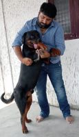 Rottweiler Puppies for sale in Anakapalle, Andhra Pradesh, India. price: NA