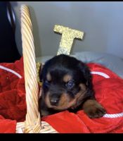 Rottweiler Puppies for sale in Philadelphia, PA, USA. price: NA