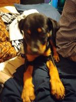 Rottweiler Puppies for sale in Bonham, TX 75418, USA. price: NA