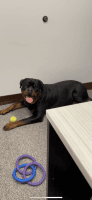 Rottweiler Puppies for sale in Lockport, IL, USA. price: NA