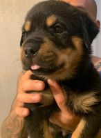 Rottweiler Puppies for sale in Lubbock, TX, USA. price: NA