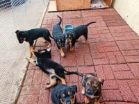 Rottweiler Puppies for sale in Acampo, CA 95220, USA. price: NA