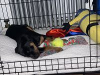 Rottweiler Puppies for sale in Long Island City, NY 11101, USA. price: NA