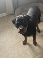 Rottweiler Puppies for sale in Cleveland, OH, USA. price: NA