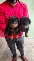 Rottweiler Puppies for sale in Bengaluru, Karnataka, India. price: 18 INR