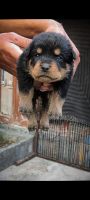 Rottweiler Puppies for sale in Fatehgarh Churian, Punjab, India. price: 12000 INR