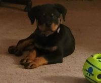 Rottweiler Puppies for sale in Schuylkill County, PA, USA. price: NA