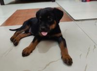 Rottweiler Puppies for sale in Moradabad, Uttar Pradesh, India. price: 8000 INR