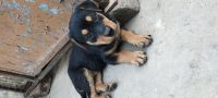 Rottweiler Puppies for sale in Sector 13, Chandigarh, India. price: 5000 INR