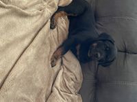 Rottweiler Puppies for sale in Leechburg, PA 15656, USA. price: NA