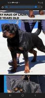 Rottweiler Puppies for sale in Cooks Rd, Richmond, VA 23224, USA. price: NA