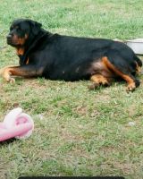 Rottweiler Puppies for sale in Mecosta, MI 49332, USA. price: NA