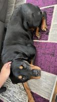 Rottweiler Puppies for sale in Portsmouth, VA, USA. price: NA