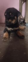 Rottweiler Puppies for sale in Nagla Rambal, Kalindi Vihar, Agra, Uttar Pradesh 282006, India. price: 10000 INR
