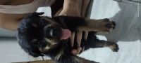 Rottweiler Puppies for sale in Prayagraj, Uttar Pradesh, India. price: 12000 INR