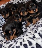 Rottweiler Puppies for sale in Troy, NY, USA. price: NA