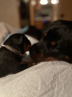 Rottweiler Puppies for sale in Berryville, VA 22611, USA. price: NA