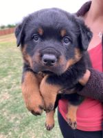 Rottweiler Puppies for sale in Venus, TX, USA. price: NA